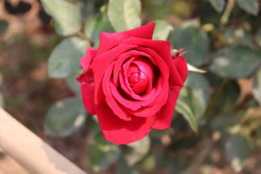 Bu stok fotoğraf parlak, tek bir kırmızı gül içerir keskin odak, sergilenen desenli kadife yapraklar ve karmaşık katmanlar, parlak, doğal gün ışığı karşı yumuşak yeşillik.