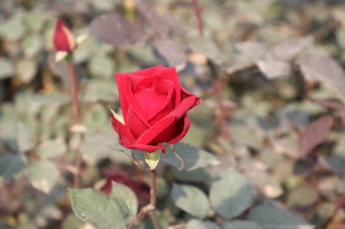 Canlı bir fotoğraf kısmi çiçekli kırmızı bir gül yakalar, yeşil ve mor yaprakların arasında açan yaprakları açık bir bahçe ortamında; detaylar gülün zengin dokusunu vurgular.