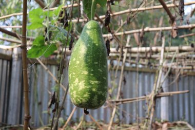 Bu göz hizasındaki çekimde bambu kafesinden sarkıtılmış büyük, benekli yeşil bir su kabağı görülüyor. Su kabağı yeşil ve açık yeşil renklerin bir karışımını gösteriyor, doğal ışıkla yakalanmış..