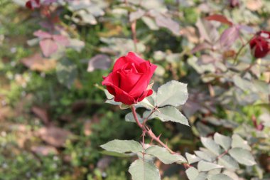 Yakından bakınca yeşil yapraklı canlı kırmızı bir gül görünüyor. Yumuşak, doğal bir arkaplana karşı zarif bir çiçek dekoru oluşturuyor. Renkler çok güzel..