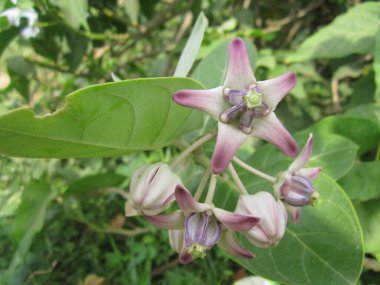 Yakın planda bir taç çiçeği sergileniyor, beş taç yaprağı mor renkli, yeşil yapraklar arasında çiçek açıyor. Fotoğraf çiçeğin doğal ve vahşi halini gösteriyor..