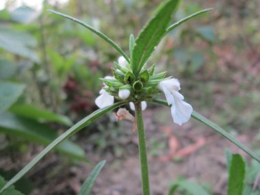 Kapalı çekim tüylü yaprakları olan yabani bir çiçeği yakalar ve yapraklı koruması altında doğal yumuşak bir arka plana karşı saklanan bir karıncayı gösterir..