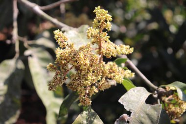Yakın plan, çiçekli ön planda hafif bulanık bir zemine kurulmuş, küçük sarı çiçeklerle dolu bir mango ağacı dalını yakalar. Doğal dokulara odaklanmak hassas çiçek yapısını vurgular.