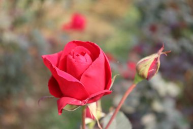 Çarpıcı bir yakın çekim canlı kırmızı bir gülü yakalar tomurcuğun yanında, hafif gün ışığında doğal güzelliği ve çiçekli zarafeti çağrıştıran bir görüntü yaratır..