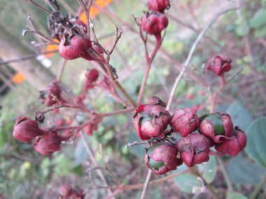 Büyüleyici görüntü, açık havada çekilmiş ince dallarda toplanan kırmızı böğürtlenlerin detaylı bir görüntüsünü sergiliyor. Doğal ortam böğürtlenlerin canlı rengini arttırır..