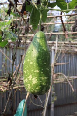 Detaylı bir yakın plan, bir bitkinin üzerine doğal olarak asılmış bir şişe kabağı, eşsiz yeşil benekli derisini ve pürüzsüz dokusunu gösterir..