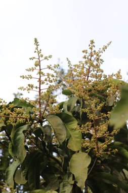 Fotoğraf, kümeler halinde yeni mango çiçeklerinin büyüdüğü ve yemyeşil yaprakların yeşerdiği bir dala odaklanarak, doğanın ilkbahar canlılığını davetkar bir şekilde gösteriyor..