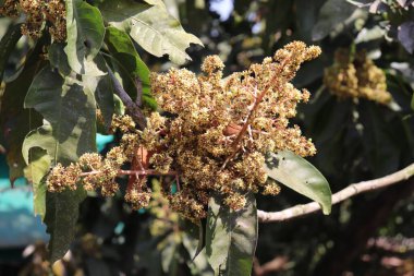 Detaylı görüntüde, canlı çiçekli mevsimlerinde yakalanan yemyeşil yapraklarla çevrili bir mango dalında küçük soluk sarı çiçek kümeleri yer alır..