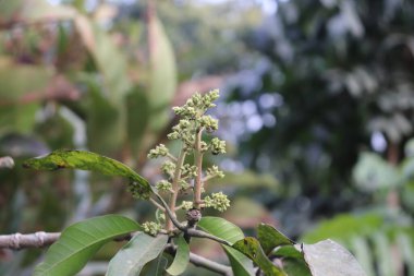 Küçük yeşil tomurcuklar, taze yeşil yapraklar ve doğal, ayrıntılı güzelliğini geliştiren yumuşak, bulanık bir bokeh arka planının yer aldığı bir mango dalının fotorealistik yakın çekimi..
