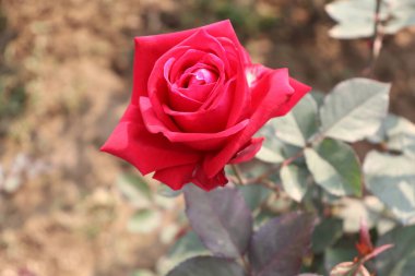 Enfes bir yakın plan, kadife gibi kırmızı bir gülün karmaşık detaylarını gözler önüne seriyor. Dokusunu ve zarif taç yapraklarını vurguluyor. Bulanık bir zemin ise yumuşak kontrast ekliyor..