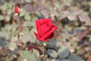 Narin taç yapraklarını gösteren zarif kırmızı bir gül, soluk yeşilliklere ve yeşilliklere karşı duruyor. Yumuşak, bulanık arkaplan rengini güçlendirir.