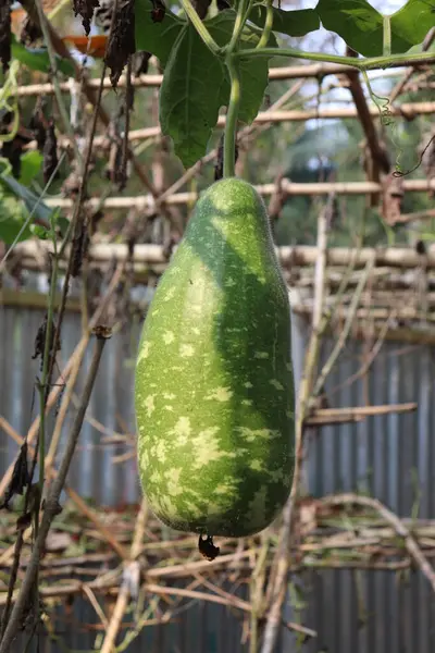 Yapraklarından sarkan ışık lekeleri olan yeşil bir şişe kabağı yakalar, bambu destek yapısına dayanır, doğal dokusunu ve şeklini vurgular..
