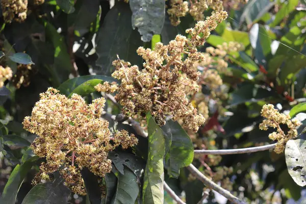 Işık, taze, küçük sarı çiçekleri ve yeşil yaprakları bir mango ağacının dalında aydınlatıyor. Bu canlı açık hava çekiminde doğanın güzelliğinin karmaşık detaylarını vurguluyor..