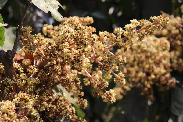 Büyüleyici yakın çekim dallarda toplanmış mango çiçeklerinin karmaşık güzelliğini gösteriyor. Altın çiçekler ve yeşil tomurcuklar bulanık bir arka plana karşı hassas, organik bir desen oluşturur..