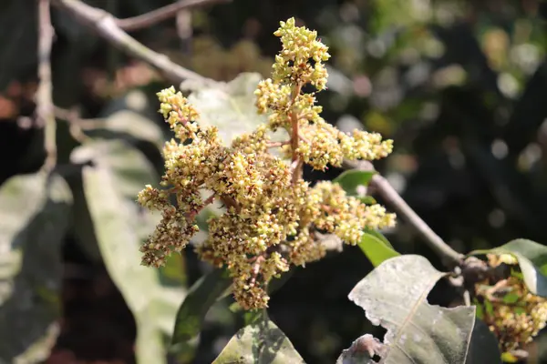 Yakın plan, çiçekli ön planda hafif bulanık bir zemine kurulmuş, küçük sarı çiçeklerle dolu bir mango ağacı dalını yakalar. Doğal dokulara odaklanmak hassas çiçek yapısını vurgular.