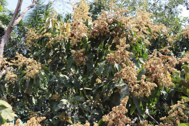 Büyüleyici bir mango ağacı manzarası ayrıntılı çiçeklerle kaplıdır, açık hava güneşine karşı yeşil yapraklarına karakter katar.