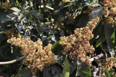 Mango ağacının yakın plandaki bir görüntüsü, güpegündüz yemyeşil yaprakların arasında çiçek açan küçük, narin bir çiçek demetini gösteriyor..