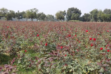 Süpürücü bir manzara, her biri canlı kırmızı çiçeklerle bezenmiş, gür gül bitkileriyle dolu geniş bir tarlayı yakalar ve uzak ağaçların arka planına götürür..
