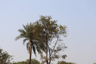 Resim, parlak, soluk mavi bir gökyüzüne karşı yapraklı ağaçlara bitişik uzun bir palmiye ağacını gösteren, güzel doğal bir manzara tasvir eder..
