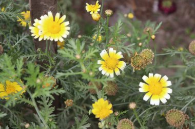 Verimli yapraklar canlı bir marguerit papatya kümesi sergiler; sarı ve beyaz yapraklar çevresindeki yeşil yapraklarla güzel tezat oluşturarak görsel cazibe sağlar.
