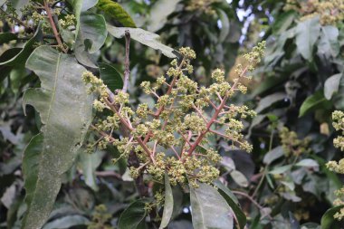 Doğal ışıkta yakalanan fotoğraf, yemyeşil yaprakların arasında kahverengi ağaç dallarında açan küçük mango çiçeklerini gösteriyor. Görüntü, doğanın Flora 'daki detaylı güzelliğini gösteriyor..