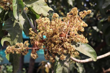 Yeşil yaprakların arasında mango çiçekleri sergilenirken, bu yakın çekim doğanın güzel çiçeklerini yakalar. Odak, çiçeklerin canlı rengini ve karmaşık detaylarını vurgular..