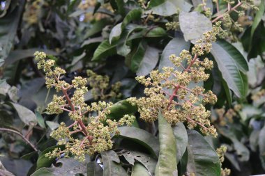 Yeşillik mango ağacı, döllenmeye hazır narin çiçekleri gösteren karmaşık dal yapısını sergiliyor. Bu doğal güzellik ve yenilenme sahnesini tamamlayan yeşil yapraklar çiçeklerin etrafını sarıyor..