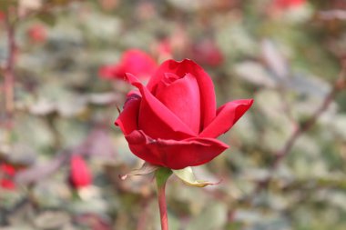 Zarif kırmızı gül, kadife yapraklarını ve ince kök detaylarını bahçe yeşilliklerinin bulanık arka planına karşı sergiliyor..