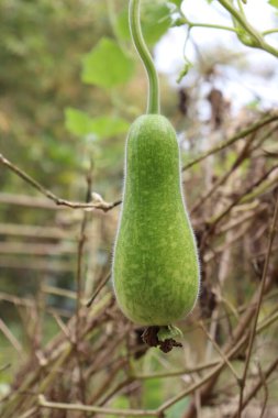 Doğal ışıklandırmada yakalanan lagenaria siceraria ya da şişe kabağı açık yeşil rengini sunar. İnce, kuru sarmaşıkların arasında asılı duruyor ve bir bahçe ortamındaki doğal büyümeyi gösteriyor..
