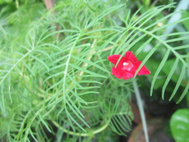 Yakın plan çekimde, bir selvi sarmaşığının narin, tüylü yapraklarıyla çerçevelenmiş canlı bir yıldız görkemi çiçek açar. Kırmızı yapraklar yeşil yapraklarla çok güzel tezat oluşturuyor..