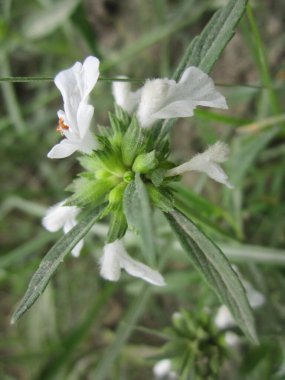 Bu yakın plan, canlı yeşil yaprakların arasına yerleştirilmiş beyaz bir çiçeğin zarif detaylarını yakalar. Saf doğal güzelliğin sahnesini yaratır. Hassas taç yaprakları ve dokular sergiler..