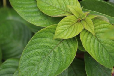 Yakın çekim yağmurdan sonra su damlacıkları ile taze yeşil bir yaprak kümesi yakalar. Karmaşık damar yapısı ve dokusu canlı detaylarla görülebiliyor, doğal cazibeyi arttırıyor..