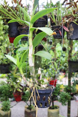 Sergilenen, canlı yeşil yapraklı saksı orkidesinin diğer saksı bitkilerinin arasında asılı olarak doğal ve bereketli bir manzara yaratarak doğanın güzelliğini ön plana çıkarmasıdır..