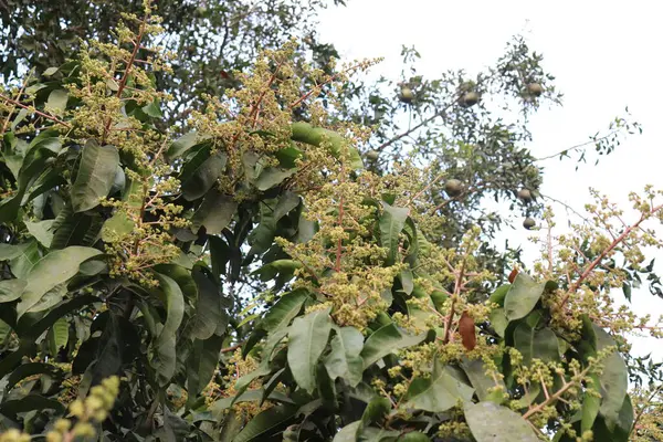 Bir mango ağacının canlı büyüme döngüsünü gözler önüne serer, yemyeşil yaprakları gökyüzüne karşı dizilmiş narin, gelişmekte olan çiçek kümeleriyle karışır..