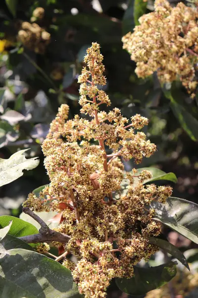 Bu göz hizası, krema ve sarı mango çiçeklerini gösteriyor. Bu çiçekler parlak güneş ışığında ağaçta beliriyor ve doğada güzellikler yaratıyor..