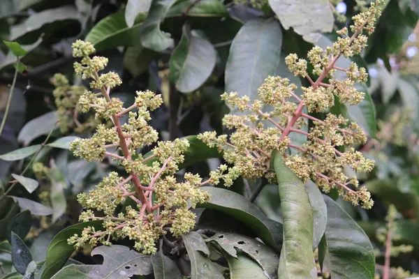 Yakından çekilen fotoğraf, ilkbaharda güzel açan narin mango çiçekleri kümelerine odaklanır. Canlı yeşil yapraklar tomurcuklanan meyve ağacıyla güzel bir tezat oluşturuyor..