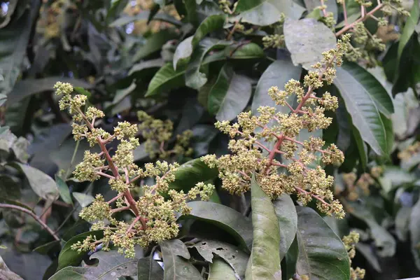 Yeşillik mango ağacı, döllenmeye hazır narin çiçekleri gösteren karmaşık dal yapısını sergiliyor. Bu doğal güzellik ve yenilenme sahnesini tamamlayan yeşil yapraklar çiçeklerin etrafını sarıyor..