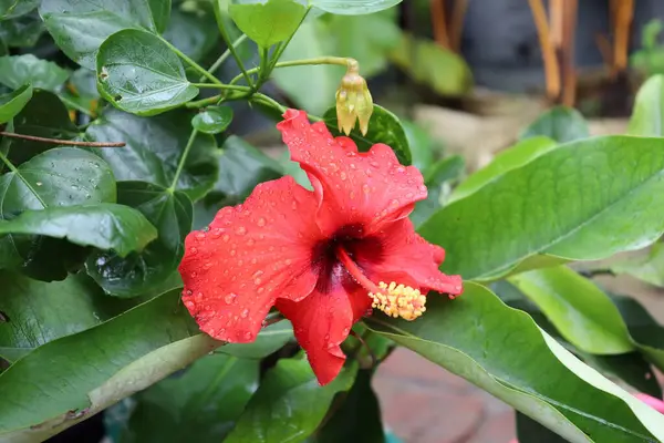 Yakından bakınca, yemyeşil yapraklarla tezat oluşturan ve çiçek güzelliği yakalayan canlı kırmızı bir amber çiçeği beliriyor..