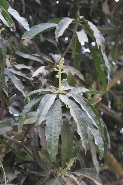 Yakın çekim, ağacın geniş, yeşil yapraklarıyla çevrili bir mango ağacında ortaya çıkan yeni mango çiçeklerini yakalar..