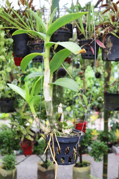 Sergilenen, canlı yeşil yapraklı saksı orkidesinin diğer saksı bitkilerinin arasında asılı olarak doğal ve bereketli bir manzara yaratarak doğanın güzelliğini ön plana çıkarmasıdır..
