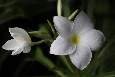 Yakın plan çekimde iki el değmemiş frangipani çiçeği ortaya çıkar, beyaz yaprakları küçük su damlacıklarıyla süslenir, bulanık yeşil yapraklar ve koyu gölgeler üzerine kurulur..