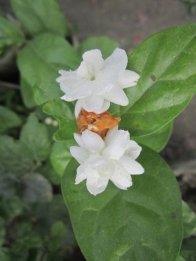 Yakın plan iki el değmemiş yasemin çiçeğini yakalar hasarlı bir çiçeğin yanında açan, yemyeşil, benekli, canlı yeşil yapraklardan oluşan bir zemin üzerine kurulmuş..