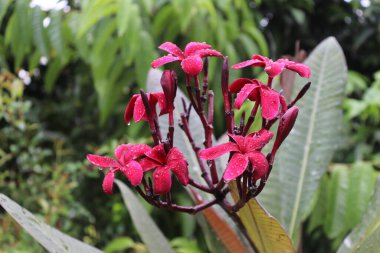 Canlı kırmızı bir Plumeria çiçeği kümesini yakalar. Damlacıklar yapraklara tutunur, yemyeşil arka plana zıt düşerler, ferahlatıcı bir doğal manzara yaratırlar..