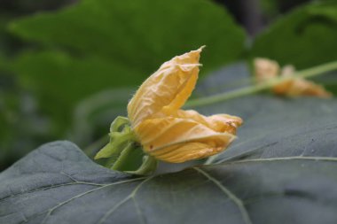 Bu büyüleyici görüntü, henüz çiçek açmamış açık sarı kabak çiçeğini gösteriyor. Kabak çiçeği yumuşak, dokulu yeşil bir yaprağın üzerinde uzanır, sakin bir botanik anı yakalar..