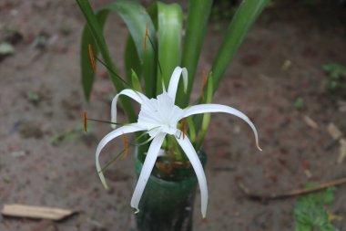 Beyaz bir nilüfer çiçeğinin açık havada zarif bir şekilde çiçek açması, uzatılmış yapraklarını ve canlı yeşil yapraklarını gün ışığında göstermesi detaylı bir şekilde ele geçirildi..