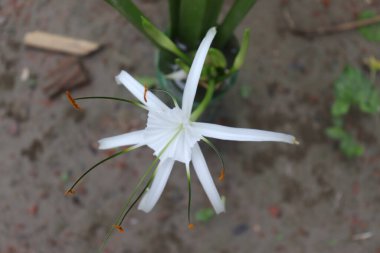 Yıldız şeklinde bir Örümcek Zambağı çiçeğine yaklaş. Çiçek, uzun, ince taç yaprakları ve ince yeşil şekilli, turuncu polenle kaplı, bulanık bir zemin üzerinde titreşen saf beyazdır..