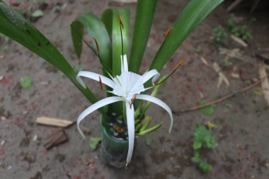 Bu görüntü Crinum asiaticum 'un ruhani güzelliğini yakalar, yaygın olarak örümcek zambağı olarak bilinir, el değmemiş beyaz yapraklarını ve narin yapısını doğal ışıkta gösterir..