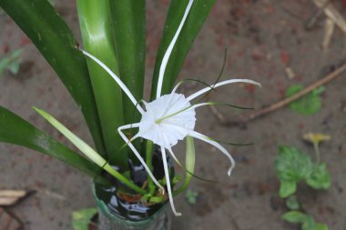 Bir Örümcek Zambağı 'nın zarif güzelliğini yakalar ve yemyeşil yaprakların arasından yıldızımsı beyaz yapraklarını sergiler. Görüntü çiçeğin narin yapısını vurgular..