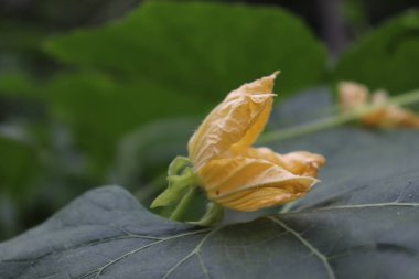 Yakın plan çekimde soluk sarı balkabağı çiçeği görünür damarları olan gri-yeşil bir yaprağın üzerinde narin bir şekilde dinlenirken doğal ışıklandırmada bulanık yeşil yapraklara dayanır..