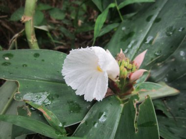 Serin bir açık havada yakalanan el değmemiş beyaz bir crinum zambağı zarif yapraklarını sergiliyor. Çiçek yemyeşil yapraklardan oluşan bir arka planda duruyor..